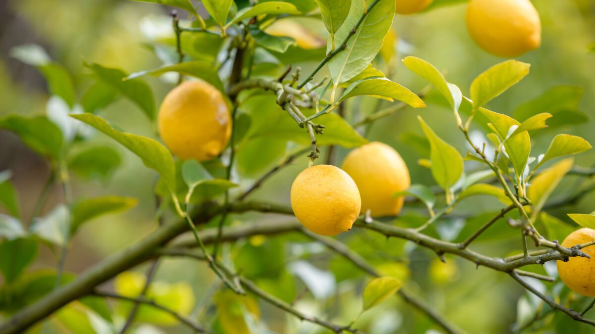 lemons in a tree