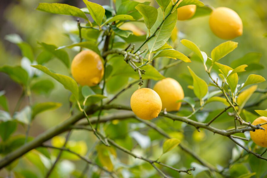 lemons in a tree
